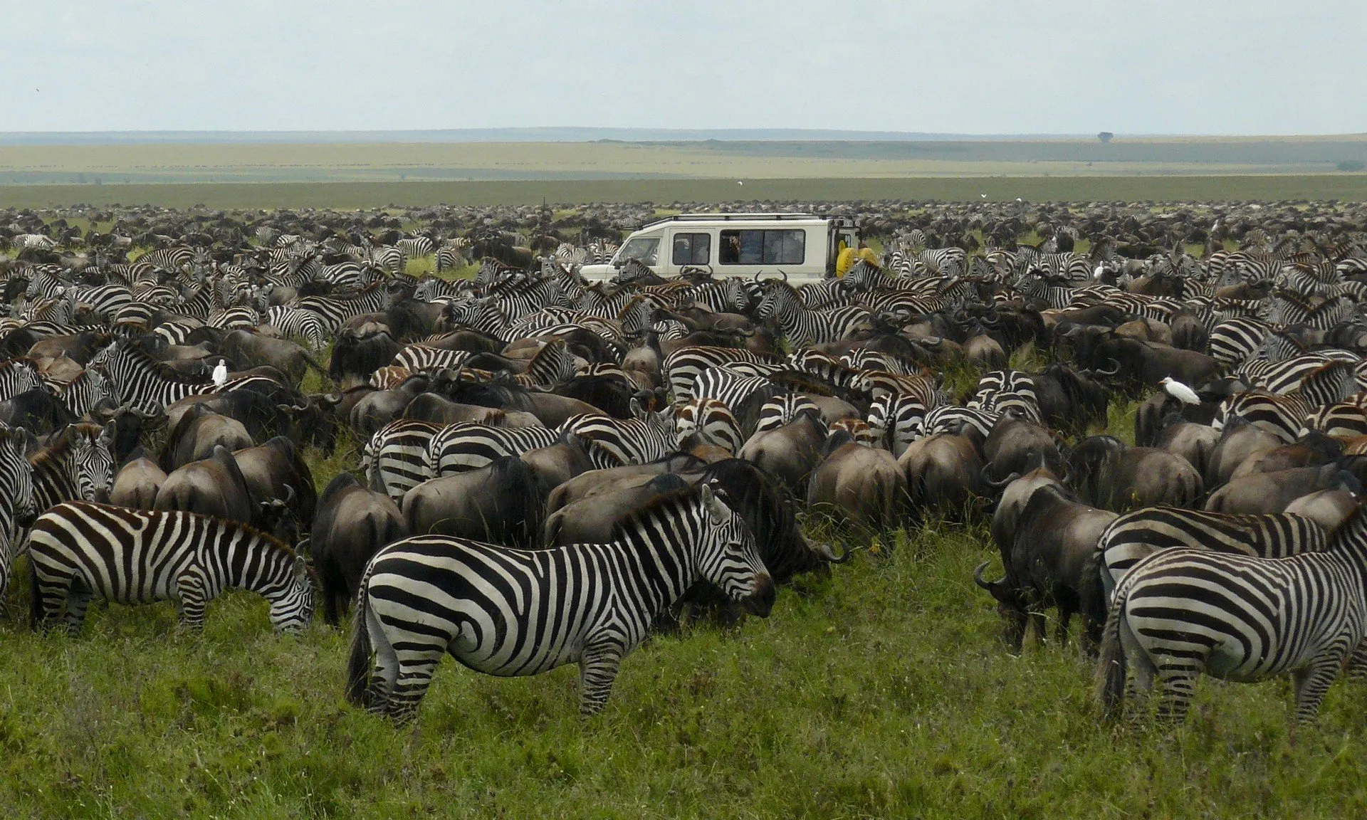 Serengeti Wildlife